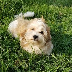 Meet your Posher, Anfela